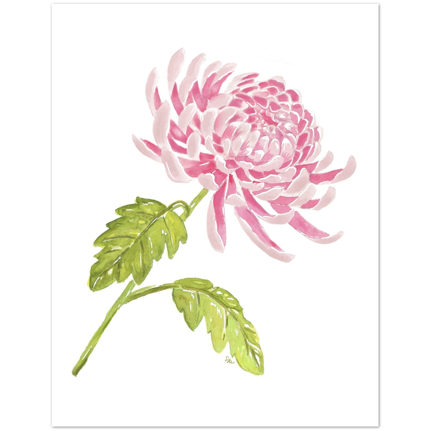 A watercolor-style botanical print of a pink chrysanthemum flower with green leaves on a white background.
